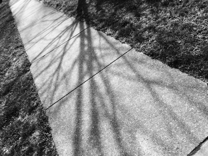 black and white photo of a sidewalk with shadows of tree limbs in sunlight
